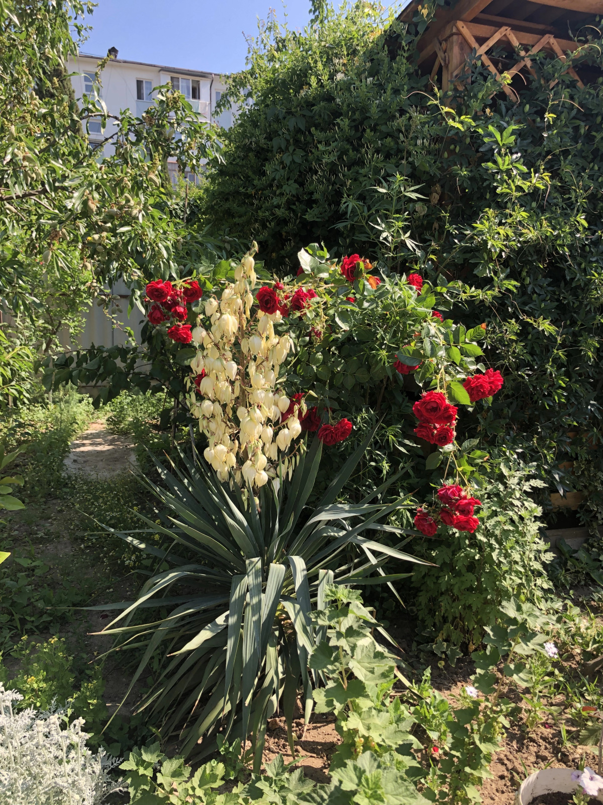 Zolotaya Rybka Sudak