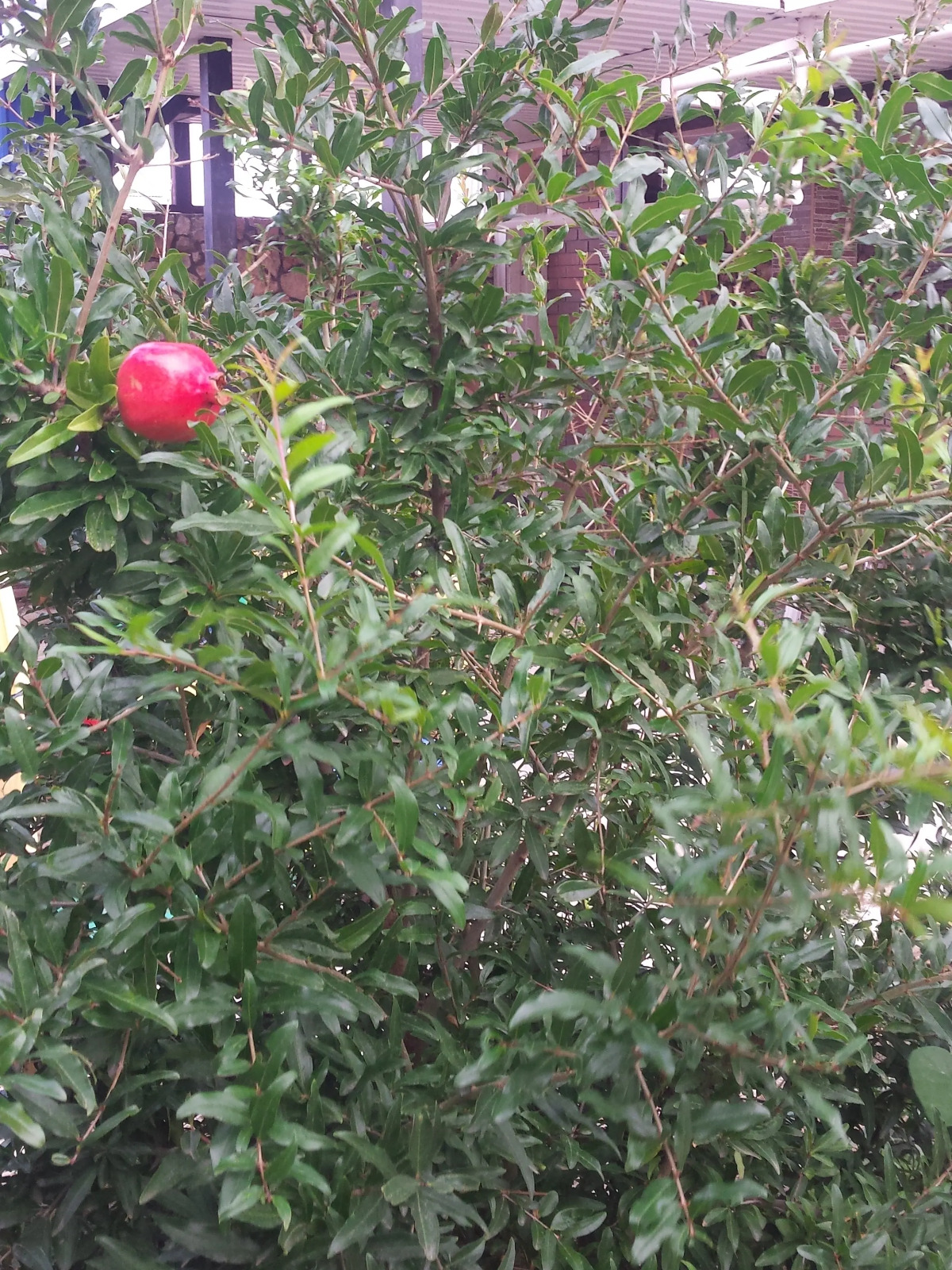 Гостевой дом Крабовая Бухта