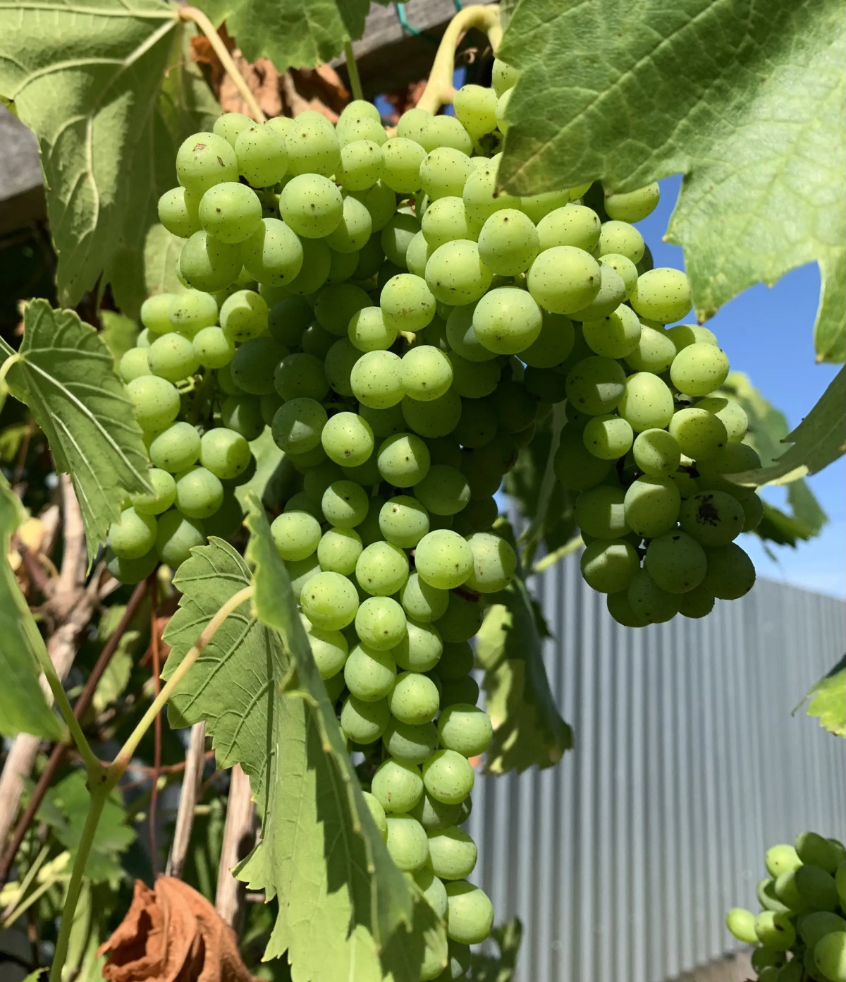 Гостевой дом Wooden house in Drakino