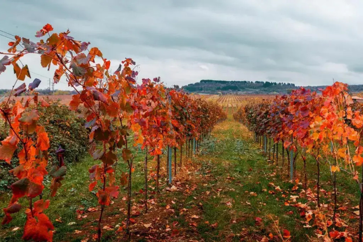 Отель Park Hotel Tsinandali Estate