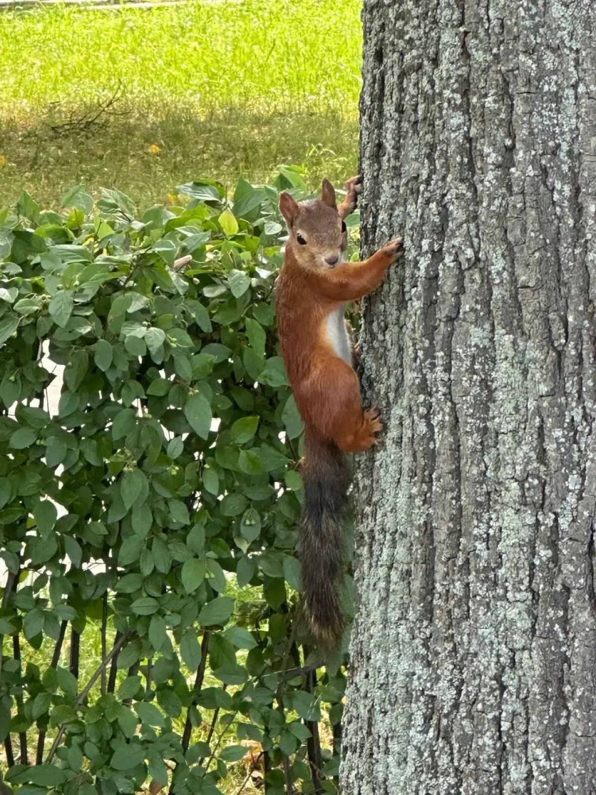 Апартаменты Двухуровневая студия с двумя санузлами в парке