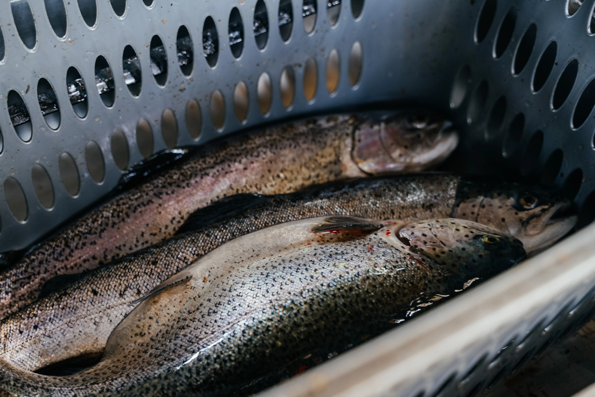 База отдыха Рыбачий стан