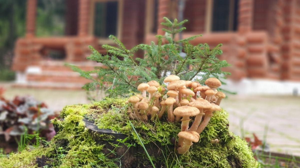 Мини-отель Wish