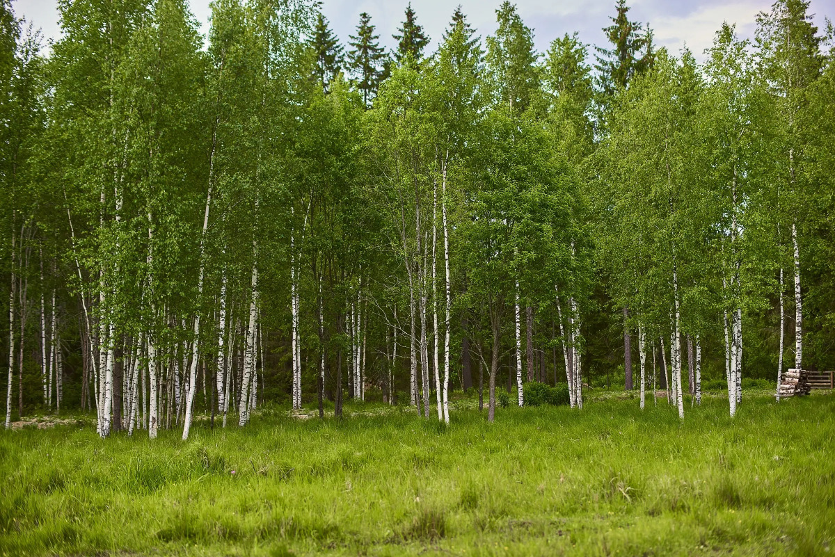 Бунгало Мазаная Горка