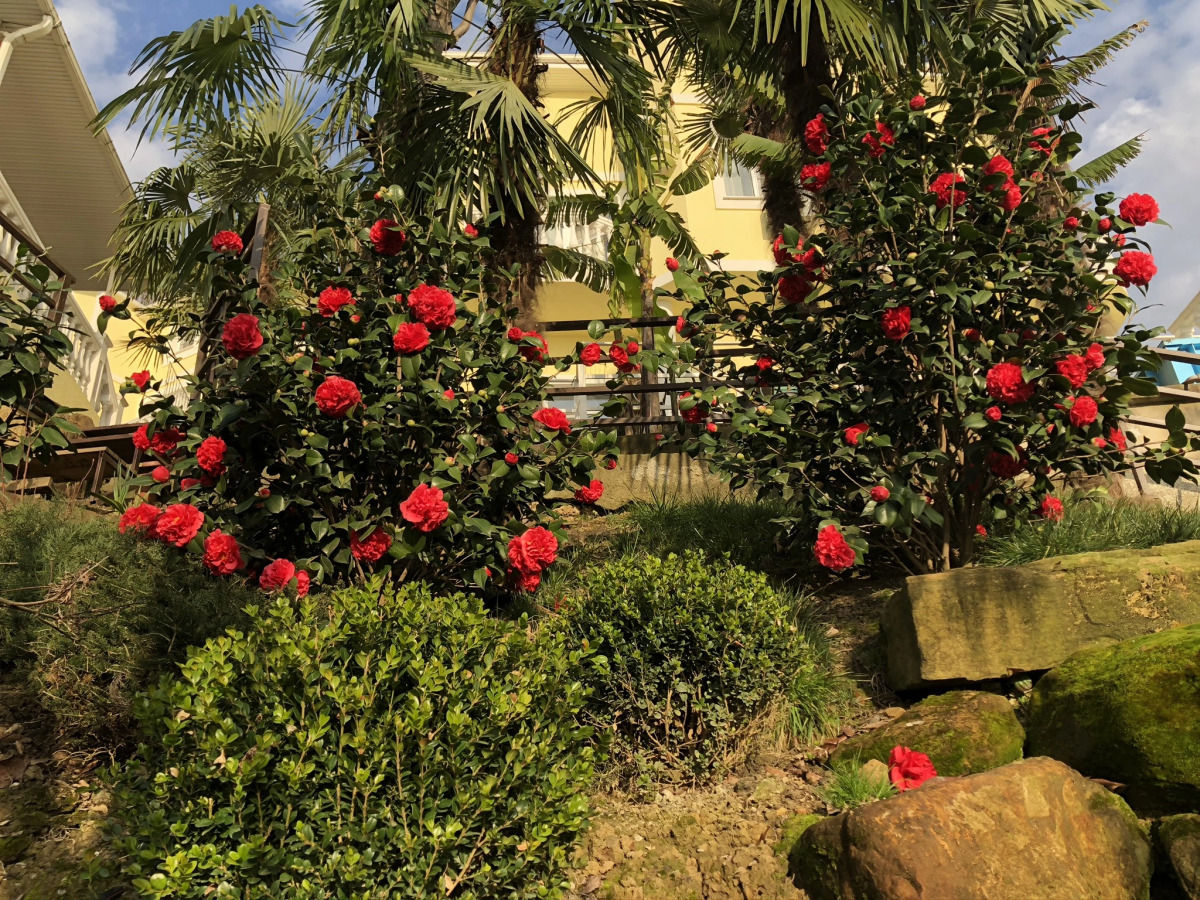 Гостевой дом Фьюжн