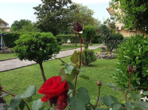 Studio Apartments Petkovic