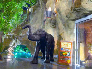 Magic Aqua Rock Gardens