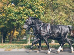 The Palace at Osowa Sien