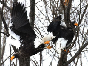 Koshimizu Hana Kotori Youth Hostel