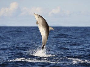 Bali Lovina Beach Cottages