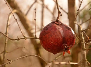 Hane-i Keyif Pension