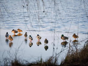 Best Western Plus Lakeside Hotel