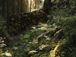 Вили Улей Карелия