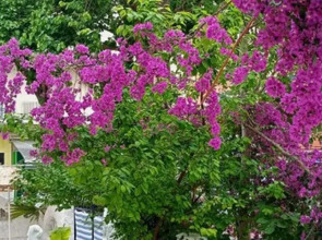 Villa Fortin Pansiyon