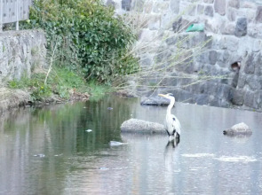 Schwarzwaldhaus Angelhof