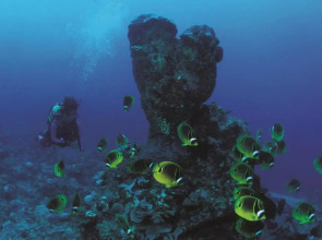 Cocotiers Hotel - Rodrigues