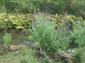 Antica Taverna del Principe
