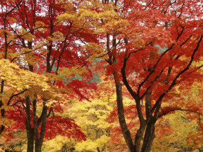Kuroishi Onsenkyo Ochiai Onsen Kanesada Ryokan