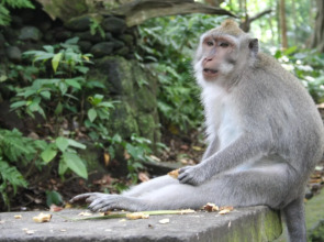 Kadiga Villas Ubud by GenuineHost
