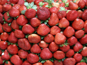 Hollywood Drive-In Hotel