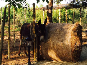 Sa Vinya des Convent Agroturismo