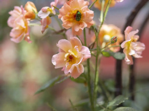 U Yudzhina Guest House