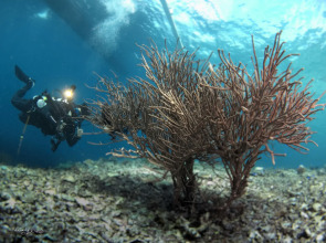 Turtle Bay Dive Resort
