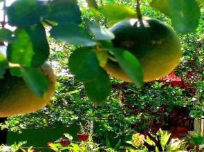 Sigiriya Rock Gate Resort