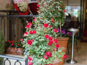 The White Orient Hotel