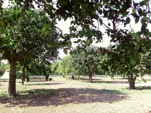 Agriturismo Terra dei Limoni