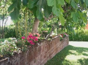 Pier delle Vigne B&B