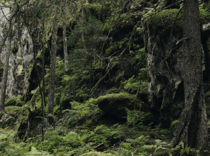 Вили Улей Карелия