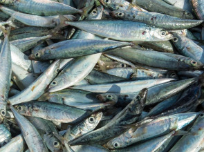 Surya Kencana Seaside Hotel