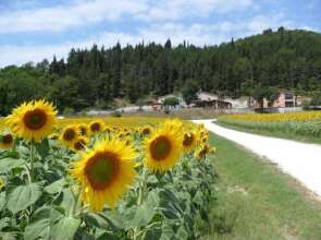 Agriturismo Il Casale