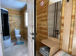 Кедр Золотой