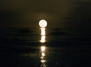 Villa Umi Panglao Resort