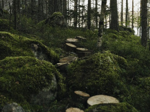 Вили Улей Карелия