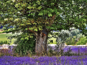 Aparthotel Adagio Aix en Provence Centre
