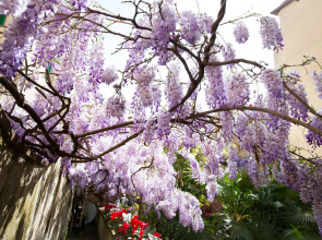 Locanda Orchidea - B&B