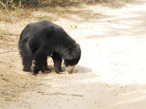 Big Game Yala by Eco Team