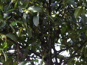 Tamsabai Resort Chumphon