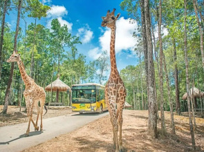 Teddy 96 Homestay & Cafe - Grand World Phu Quoc