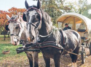 The Palace at Osowa Sien