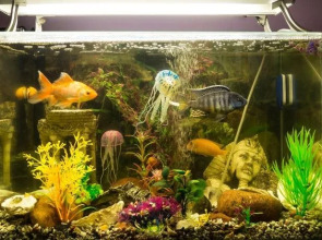 Akteon Lindros Hostel