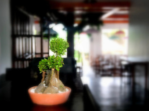 Oasis Resort and Spas