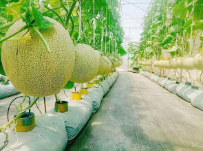 Birds and Bees Resort