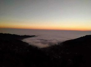 Little Mastiff - Dharamshala