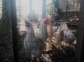 Agriturismo Cascina Pezzolo