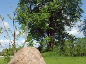 Отель «Вишневый сад»