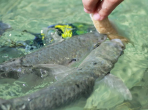 Ban Raya Resort and Spa